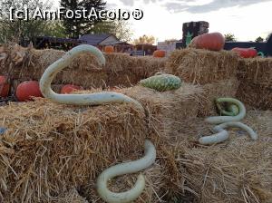 [P11] Festivalul ”Zilele Dovleacului”, ediția 2019, localitatea Poșta Câlnău, județul Buzău - ”exponate” diferite.  » foto by Floryn81
 - 
<span class="allrVoted glyphicon glyphicon-heart hidden" id="av1112773"></span>
<a class="m-l-10 hidden" id="sv1112773" onclick="voting_Foto_DelVot(,1112773,18497)" role="button">șterge vot <span class="glyphicon glyphicon-remove"></span></a>
<a id="v91112773" class=" c-red"  onclick="voting_Foto_SetVot(1112773)" role="button"><span class="glyphicon glyphicon-heart-empty"></span> <b>LIKE</b> = Votează poza</a> <img class="hidden"  id="f1112773W9" src="/imagini/loader.gif" border="0" /><span class="AjErrMes hidden" id="e1112773ErM"></span>