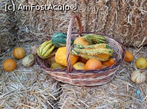 [P12] Festivalul ”Zilele Dovleacului”, ediția 2019, localitatea Poșta Câlnău, județul Buzău.  » foto by Floryn81
 - 
<span class="allrVoted glyphicon glyphicon-heart hidden" id="av1112775"></span>
<a class="m-l-10 hidden" id="sv1112775" onclick="voting_Foto_DelVot(,1112775,18497)" role="button">șterge vot <span class="glyphicon glyphicon-remove"></span></a>
<a id="v91112775" class=" c-red"  onclick="voting_Foto_SetVot(1112775)" role="button"><span class="glyphicon glyphicon-heart-empty"></span> <b>LIKE</b> = Votează poza</a> <img class="hidden"  id="f1112775W9" src="/imagini/loader.gif" border="0" /><span class="AjErrMes hidden" id="e1112775ErM"></span>