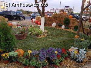 [P03] Festivalul ”Zilele Dovleacului”, ediția 2019, localitatea Poșta Câlnău, județul Buzău - decoruri inspirate.  » foto by Floryn81
 - 
<span class="allrVoted glyphicon glyphicon-heart hidden" id="av1112762"></span>
<a class="m-l-10 hidden" id="sv1112762" onclick="voting_Foto_DelVot(,1112762,18497)" role="button">șterge vot <span class="glyphicon glyphicon-remove"></span></a>
<a id="v91112762" class=" c-red"  onclick="voting_Foto_SetVot(1112762)" role="button"><span class="glyphicon glyphicon-heart-empty"></span> <b>LIKE</b> = Votează poza</a> <img class="hidden"  id="f1112762W9" src="/imagini/loader.gif" border="0" /><span class="AjErrMes hidden" id="e1112762ErM"></span>