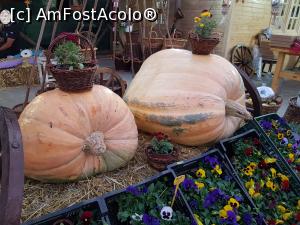[P05] Dovlecii - vedetele acestui festival. Cel din dreapta cântărește 240 de kilograme!  » foto by Floryn81
 - 
<span class="allrVoted glyphicon glyphicon-heart hidden" id="av1112765"></span>
<a class="m-l-10 hidden" id="sv1112765" onclick="voting_Foto_DelVot(,1112765,18497)" role="button">șterge vot <span class="glyphicon glyphicon-remove"></span></a>
<a id="v91112765" class=" c-red"  onclick="voting_Foto_SetVot(1112765)" role="button"><span class="glyphicon glyphicon-heart-empty"></span> <b>LIKE</b> = Votează poza</a> <img class="hidden"  id="f1112765W9" src="/imagini/loader.gif" border="0" /><span class="AjErrMes hidden" id="e1112765ErM"></span>