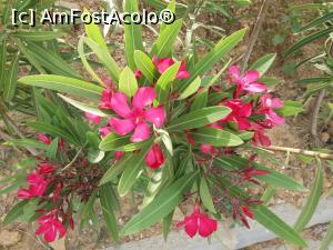 [P10] Drumul pana jos la plaja e plin de leandri, albi, galbui, roz, rosii... » foto by docsimo
 - 
<span class="allrVoted glyphicon glyphicon-heart hidden" id="av860303"></span>
<a class="m-l-10 hidden" id="sv860303" onclick="voting_Foto_DelVot(,860303,18500)" role="button">șterge vot <span class="glyphicon glyphicon-remove"></span></a>
<a id="v9860303" class=" c-red"  onclick="voting_Foto_SetVot(860303)" role="button"><span class="glyphicon glyphicon-heart-empty"></span> <b>LIKE</b> = Votează poza</a> <img class="hidden"  id="f860303W9" src="/imagini/loader.gif" border="0" /><span class="AjErrMes hidden" id="e860303ErM"></span>