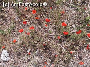 [P05] Ai nostri sunt mai frumosi » foto by docsimo
 - 
<span class="allrVoted glyphicon glyphicon-heart hidden" id="av860298"></span>
<a class="m-l-10 hidden" id="sv860298" onclick="voting_Foto_DelVot(,860298,18500)" role="button">șterge vot <span class="glyphicon glyphicon-remove"></span></a>
<a id="v9860298" class=" c-red"  onclick="voting_Foto_SetVot(860298)" role="button"><span class="glyphicon glyphicon-heart-empty"></span> <b>LIKE</b> = Votează poza</a> <img class="hidden"  id="f860298W9" src="/imagini/loader.gif" border="0" /><span class="AjErrMes hidden" id="e860298ErM"></span>