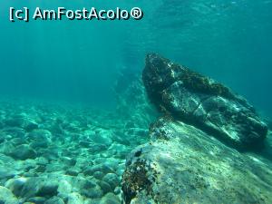 [P19] under water » foto by costin1968
 - 
<span class="allrVoted glyphicon glyphicon-heart hidden" id="av914150"></span>
<a class="m-l-10 hidden" id="sv914150" onclick="voting_Foto_DelVot(,914150,18546)" role="button">șterge vot <span class="glyphicon glyphicon-remove"></span></a>
<a id="v9914150" class=" c-red"  onclick="voting_Foto_SetVot(914150)" role="button"><span class="glyphicon glyphicon-heart-empty"></span> <b>LIKE</b> = Votează poza</a> <img class="hidden"  id="f914150W9" src="/imagini/loader.gif" border="0" /><span class="AjErrMes hidden" id="e914150ErM"></span>