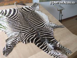 [P26] Piele de zebra » foto by Michi
 - 
<span class="allrVoted glyphicon glyphicon-heart hidden" id="av501558"></span>
<a class="m-l-10 hidden" id="sv501558" onclick="voting_Foto_DelVot(,501558,18556)" role="button">șterge vot <span class="glyphicon glyphicon-remove"></span></a>
<a id="v9501558" class=" c-red"  onclick="voting_Foto_SetVot(501558)" role="button"><span class="glyphicon glyphicon-heart-empty"></span> <b>LIKE</b> = Votează poza</a> <img class="hidden"  id="f501558W9" src="/imagini/loader.gif" border="0" /><span class="AjErrMes hidden" id="e501558ErM"></span>
