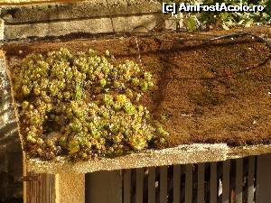[P28] planta care crescuse pe casa fantanii » foto by Dan&Ema
 - 
<span class="allrVoted glyphicon glyphicon-heart hidden" id="av626599"></span>
<a class="m-l-10 hidden" id="sv626599" onclick="voting_Foto_DelVot(,626599,18579)" role="button">șterge vot <span class="glyphicon glyphicon-remove"></span></a>
<a id="v9626599" class=" c-red"  onclick="voting_Foto_SetVot(626599)" role="button"><span class="glyphicon glyphicon-heart-empty"></span> <b>LIKE</b> = Votează poza</a> <img class="hidden"  id="f626599W9" src="/imagini/loader.gif" border="0" /><span class="AjErrMes hidden" id="e626599ErM"></span>