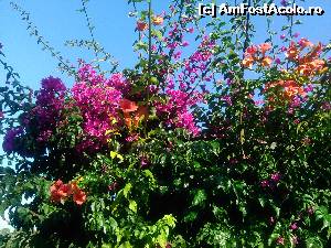 [P04] Vila Zaharo te intampina cu un buchet de flori mediteraneene » foto by dorgo
 - 
<span class="allrVoted glyphicon glyphicon-heart hidden" id="av640345"></span>
<a class="m-l-10 hidden" id="sv640345" onclick="voting_Foto_DelVot(,640345,18585)" role="button">șterge vot <span class="glyphicon glyphicon-remove"></span></a>
<a id="v9640345" class=" c-red"  onclick="voting_Foto_SetVot(640345)" role="button"><span class="glyphicon glyphicon-heart-empty"></span> <b>LIKE</b> = Votează poza</a> <img class="hidden"  id="f640345W9" src="/imagini/loader.gif" border="0" /><span class="AjErrMes hidden" id="e640345ErM"></span>