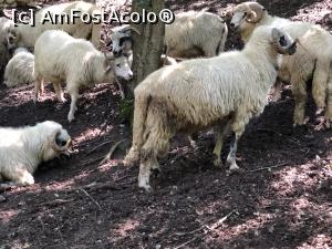[P03] multe behaieli in scurtul drum spre Rapa Rosie » foto by Dan&Ema
 - 
<span class="allrVoted glyphicon glyphicon-heart hidden" id="av1177597"></span>
<a class="m-l-10 hidden" id="sv1177597" onclick="voting_Foto_DelVot(,1177597,18608)" role="button">șterge vot <span class="glyphicon glyphicon-remove"></span></a>
<a id="v91177597" class=" c-red"  onclick="voting_Foto_SetVot(1177597)" role="button"><span class="glyphicon glyphicon-heart-empty"></span> <b>LIKE</b> = Votează poza</a> <img class="hidden"  id="f1177597W9" src="/imagini/loader.gif" border="0" /><span class="AjErrMes hidden" id="e1177597ErM"></span>