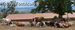 [P04] Niște vaci de la o fermă apropiată își fac siesta de amiază » foto by AZE
 - 
<span class="allrVoted glyphicon glyphicon-heart hidden" id="av891572"></span>
<a class="m-l-10 hidden" id="sv891572" onclick="voting_Foto_DelVot(,891572,18608)" role="button">șterge vot <span class="glyphicon glyphicon-remove"></span></a>
<a id="v9891572" class=" c-red"  onclick="voting_Foto_SetVot(891572)" role="button"><span class="glyphicon glyphicon-heart-empty"></span> <b>LIKE</b> = Votează poza</a> <img class="hidden"  id="f891572W9" src="/imagini/loader.gif" border="0" /><span class="AjErrMes hidden" id="e891572ErM"></span>