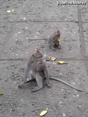 [P20] Monkey Forest » foto by corina pavel
 - 
<span class="allrVoted glyphicon glyphicon-heart hidden" id="av628422"></span>
<a class="m-l-10 hidden" id="sv628422" onclick="voting_Foto_DelVot(,628422,18611)" role="button">șterge vot <span class="glyphicon glyphicon-remove"></span></a>
<a id="v9628422" class=" c-red"  onclick="voting_Foto_SetVot(628422)" role="button"><span class="glyphicon glyphicon-heart-empty"></span> <b>LIKE</b> = Votează poza</a> <img class="hidden"  id="f628422W9" src="/imagini/loader.gif" border="0" /><span class="AjErrMes hidden" id="e628422ErM"></span>