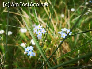 [P34] Nu-mă-uita! Oare c&acirc;nd le-am &icirc;nt&acirc;lnit ultima dată?! » foto by crismis
 - 
<span class="allrVoted glyphicon glyphicon-heart hidden" id="av1166736"></span>
<a class="m-l-10 hidden" id="sv1166736" onclick="voting_Foto_DelVot(,1166736,18623)" role="button">șterge vot <span class="glyphicon glyphicon-remove"></span></a>
<a id="v91166736" class=" c-red"  onclick="voting_Foto_SetVot(1166736)" role="button"><span class="glyphicon glyphicon-heart-empty"></span> <b>LIKE</b> = Votează poza</a> <img class="hidden"  id="f1166736W9" src="/imagini/loader.gif" border="0" /><span class="AjErrMes hidden" id="e1166736ErM"></span>