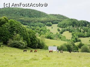 [P36] Cai păsc&acirc;nd &icirc;n vecinătate » foto by crismis
 - 
<span class="allrVoted glyphicon glyphicon-heart hidden" id="av1166738"></span>
<a class="m-l-10 hidden" id="sv1166738" onclick="voting_Foto_DelVot(,1166738,18623)" role="button">șterge vot <span class="glyphicon glyphicon-remove"></span></a>
<a id="v91166738" class=" c-red"  onclick="voting_Foto_SetVot(1166738)" role="button"><span class="glyphicon glyphicon-heart-empty"></span> <b>LIKE</b> = Votează poza</a> <img class="hidden"  id="f1166738W9" src="/imagini/loader.gif" border="0" /><span class="AjErrMes hidden" id="e1166738ErM"></span>