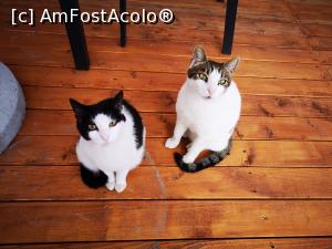 [P42] Poate pică și pentru noi un pic de cărniță!... » foto by crismis
 - 
<span class="allrVoted glyphicon glyphicon-heart hidden" id="av1166744"></span>
<a class="m-l-10 hidden" id="sv1166744" onclick="voting_Foto_DelVot(,1166744,18623)" role="button">șterge vot <span class="glyphicon glyphicon-remove"></span></a>
<a id="v91166744" class=" c-red"  onclick="voting_Foto_SetVot(1166744)" role="button"><span class="glyphicon glyphicon-heart-empty"></span> <b>LIKE</b> = Votează poza</a> <img class="hidden"  id="f1166744W9" src="/imagini/loader.gif" border="0" /><span class="AjErrMes hidden" id="e1166744ErM"></span>