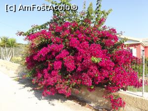 [P19] O bougainvillea în drum spre Petani » foto by irinad
 - 
<span class="allrVoted glyphicon glyphicon-heart hidden" id="av812317"></span>
<a class="m-l-10 hidden" id="sv812317" onclick="voting_Foto_DelVot(,812317,18690)" role="button">șterge vot <span class="glyphicon glyphicon-remove"></span></a>
<a id="v9812317" class=" c-red"  onclick="voting_Foto_SetVot(812317)" role="button"><span class="glyphicon glyphicon-heart-empty"></span> <b>LIKE</b> = Votează poza</a> <img class="hidden"  id="f812317W9" src="/imagini/loader.gif" border="0" /><span class="AjErrMes hidden" id="e812317ErM"></span>