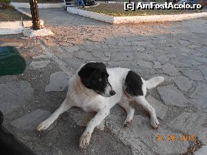 [P27] Onasis » foto by dborsanu*
 - 
<span class="allrVoted glyphicon glyphicon-heart hidden" id="av634983"></span>
<a class="m-l-10 hidden" id="sv634983" onclick="voting_Foto_DelVot(,634983,18726)" role="button">șterge vot <span class="glyphicon glyphicon-remove"></span></a>
<a id="v9634983" class=" c-red"  onclick="voting_Foto_SetVot(634983)" role="button"><span class="glyphicon glyphicon-heart-empty"></span> <b>LIKE</b> = Votează poza</a> <img class="hidden"  id="f634983W9" src="/imagini/loader.gif" border="0" /><span class="AjErrMes hidden" id="e634983ErM"></span>