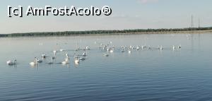 [P02] Lacul Murighiol, plin de lebede, care veneau ba aproape de faleză, ba se depărtau. » foto by Aurici
 - 
<span class="allrVoted glyphicon glyphicon-heart hidden" id="av1238996"></span>
<a class="m-l-10 hidden" id="sv1238996" onclick="voting_Foto_DelVot(,1238996,18727)" role="button">șterge vot <span class="glyphicon glyphicon-remove"></span></a>
<a id="v91238996" class=" c-red"  onclick="voting_Foto_SetVot(1238996)" role="button"><span class="glyphicon glyphicon-heart-empty"></span> <b>LIKE</b> = Votează poza</a> <img class="hidden"  id="f1238996W9" src="/imagini/loader.gif" border="0" /><span class="AjErrMes hidden" id="e1238996ErM"></span>