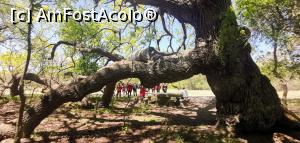 [P51] Stejarul Îngenuncheat din Pădurea Caraorman. » foto by Aurici
 - 
<span class="allrVoted glyphicon glyphicon-heart hidden" id="av1239045"></span>
<a class="m-l-10 hidden" id="sv1239045" onclick="voting_Foto_DelVot(,1239045,18727)" role="button">șterge vot <span class="glyphicon glyphicon-remove"></span></a>
<a id="v91239045" class=" c-red"  onclick="voting_Foto_SetVot(1239045)" role="button"><span class="glyphicon glyphicon-heart-empty"></span> <b>LIKE</b> = Votează poza</a> <img class="hidden"  id="f1239045W9" src="/imagini/loader.gif" border="0" /><span class="AjErrMes hidden" id="e1239045ErM"></span>