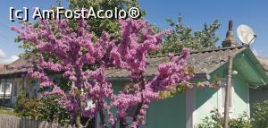 [P07] Un copac asemnănător cu liliacul, foarte prezent în Murighiol. Nici un localnic nu a știut să ne spună cum se numește. » foto by Aurici
 - 
<span class="allrVoted glyphicon glyphicon-heart hidden" id="av1239001"></span>
<a class="m-l-10 hidden" id="sv1239001" onclick="voting_Foto_DelVot(,1239001,18727)" role="button">șterge vot <span class="glyphicon glyphicon-remove"></span></a>
<a id="v91239001" class=" c-red"  onclick="voting_Foto_SetVot(1239001)" role="button"><span class="glyphicon glyphicon-heart-empty"></span> <b>LIKE</b> = Votează poza</a> <img class="hidden"  id="f1239001W9" src="/imagini/loader.gif" border="0" /><span class="AjErrMes hidden" id="e1239001ErM"></span>