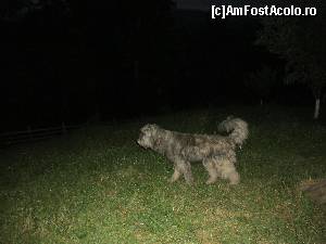 [P17] Bruna, unul din paznicii pensiunii » foto by Testosu'
 - 
<span class="allrVoted glyphicon glyphicon-heart hidden" id="av637408"></span>
<a class="m-l-10 hidden" id="sv637408" onclick="voting_Foto_DelVot(,637408,18769)" role="button">șterge vot <span class="glyphicon glyphicon-remove"></span></a>
<a id="v9637408" class=" c-red"  onclick="voting_Foto_SetVot(637408)" role="button"><span class="glyphicon glyphicon-heart-empty"></span> <b>LIKE</b> = Votează poza</a> <img class="hidden"  id="f637408W9" src="/imagini/loader.gif" border="0" /><span class="AjErrMes hidden" id="e637408ErM"></span>