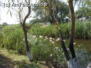 [P21] Schitul Sf. Cuv. Atanasie - Stipoc. Rațele de pe canal.  » foto by iulianic
 - 
<span class="allrVoted glyphicon glyphicon-heart hidden" id="av1107866"></span>
<a class="m-l-10 hidden" id="sv1107866" onclick="voting_Foto_DelVot(,1107866,18801)" role="button">șterge vot <span class="glyphicon glyphicon-remove"></span></a>
<a id="v91107866" class=" c-red"  onclick="voting_Foto_SetVot(1107866)" role="button"><span class="glyphicon glyphicon-heart-empty"></span> <b>LIKE</b> = Votează poza</a> <img class="hidden"  id="f1107866W9" src="/imagini/loader.gif" border="0" /><span class="AjErrMes hidden" id="e1107866ErM"></span>