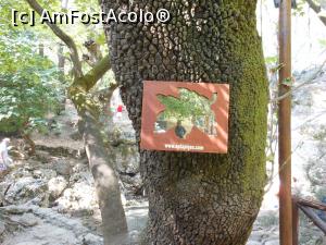 [P06] Epta Piges - Interesante oglinzi montate pe trunchiuri și mai interesante.  » foto by iulianic
 - 
<span class="allrVoted glyphicon glyphicon-heart hidden" id="av1008667"></span>
<a class="m-l-10 hidden" id="sv1008667" onclick="voting_Foto_DelVot(,1008667,18817)" role="button">șterge vot <span class="glyphicon glyphicon-remove"></span></a>
<a id="v91008667" class=" c-red"  onclick="voting_Foto_SetVot(1008667)" role="button"><span class="glyphicon glyphicon-heart-empty"></span> <b>LIKE</b> = Votează poza</a> <img class="hidden"  id="f1008667W9" src="/imagini/loader.gif" border="0" /><span class="AjErrMes hidden" id="e1008667ErM"></span>