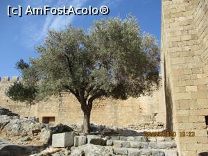 [P18] Lindos - măslinul din interiorul acropolei » foto by ANILU
 - 
<span class="allrVoted glyphicon glyphicon-heart hidden" id="av1196553"></span>
<a class="m-l-10 hidden" id="sv1196553" onclick="voting_Foto_DelVot(,1196553,18817)" role="button">șterge vot <span class="glyphicon glyphicon-remove"></span></a>
<a id="v91196553" class=" c-red"  onclick="voting_Foto_SetVot(1196553)" role="button"><span class="glyphicon glyphicon-heart-empty"></span> <b>LIKE</b> = Votează poza</a> <img class="hidden"  id="f1196553W9" src="/imagini/loader.gif" border="0" /><span class="AjErrMes hidden" id="e1196553ErM"></span>