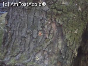 [P22] Copac cu... fluturi » foto by mogly
 - 
<span class="allrVoted glyphicon glyphicon-heart hidden" id="av1017957"></span>
<a class="m-l-10 hidden" id="sv1017957" onclick="voting_Foto_DelVot(,1017957,18817)" role="button">șterge vot <span class="glyphicon glyphicon-remove"></span></a>
<a id="v91017957" class=" c-red"  onclick="voting_Foto_SetVot(1017957)" role="button"><span class="glyphicon glyphicon-heart-empty"></span> <b>LIKE</b> = Votează poza</a> <img class="hidden"  id="f1017957W9" src="/imagini/loader.gif" border="0" /><span class="AjErrMes hidden" id="e1017957ErM"></span>