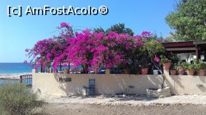 [P10] Bougainvillea la taverna de lângă plaja Podamos » foto by irinad
 - 
<span class="allrVoted glyphicon glyphicon-heart hidden" id="av1032596"></span>
<a class="m-l-10 hidden" id="sv1032596" onclick="voting_Foto_DelVot(,1032596,18817)" role="button">șterge vot <span class="glyphicon glyphicon-remove"></span></a>
<a id="v91032596" class=" c-red"  onclick="voting_Foto_SetVot(1032596)" role="button"><span class="glyphicon glyphicon-heart-empty"></span> <b>LIKE</b> = Votează poza</a> <img class="hidden"  id="f1032596W9" src="/imagini/loader.gif" border="0" /><span class="AjErrMes hidden" id="e1032596ErM"></span>