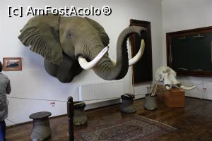 [P28] Carei, Castelul Károlyi, Expo Africa » foto by mprofeanu
 - 
<span class="allrVoted glyphicon glyphicon-heart hidden" id="av1069663"></span>
<a class="m-l-10 hidden" id="sv1069663" onclick="voting_Foto_DelVot(,1069663,18846)" role="button">șterge vot <span class="glyphicon glyphicon-remove"></span></a>
<a id="v91069663" class=" c-red"  onclick="voting_Foto_SetVot(1069663)" role="button"><span class="glyphicon glyphicon-heart-empty"></span> <b>LIKE</b> = Votează poza</a> <img class="hidden"  id="f1069663W9" src="/imagini/loader.gif" border="0" /><span class="AjErrMes hidden" id="e1069663ErM"></span>