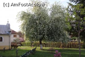 [P77] Carei, o minune înflorită în grădina Bisericii Reformate » foto by mprofeanu
 - 
<span class="allrVoted glyphicon glyphicon-heart hidden" id="av1069712"></span>
<a class="m-l-10 hidden" id="sv1069712" onclick="voting_Foto_DelVot(,1069712,18846)" role="button">șterge vot <span class="glyphicon glyphicon-remove"></span></a>
<a id="v91069712" class=" c-red"  onclick="voting_Foto_SetVot(1069712)" role="button"><span class="glyphicon glyphicon-heart-empty"></span> <b>LIKE</b> = Votează poza</a> <img class="hidden"  id="f1069712W9" src="/imagini/loader.gif" border="0" /><span class="AjErrMes hidden" id="e1069712ErM"></span>