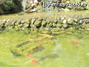 [P14] Pesti tropicali in acvarii pe marginea aleilor » foto by phleau
 - 
<span class="allrVoted glyphicon glyphicon-heart hidden" id="av642986"></span>
<a class="m-l-10 hidden" id="sv642986" onclick="voting_Foto_DelVot(,642986,18880)" role="button">șterge vot <span class="glyphicon glyphicon-remove"></span></a>
<a id="v9642986" class=" c-red"  onclick="voting_Foto_SetVot(642986)" role="button"><span class="glyphicon glyphicon-heart-empty"></span> <b>LIKE</b> = Votează poza</a> <img class="hidden"  id="f642986W9" src="/imagini/loader.gif" border="0" /><span class="AjErrMes hidden" id="e642986ErM"></span>