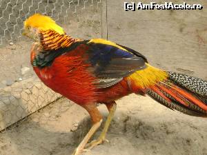 [P07]  :)  » foto by Testosu'
 - 
<span class="allrVoted glyphicon glyphicon-heart hidden" id="av645354"></span>
<a class="m-l-10 hidden" id="sv645354" onclick="voting_Foto_DelVot(,645354,18901)" role="button">șterge vot <span class="glyphicon glyphicon-remove"></span></a>
<a id="v9645354" class=" c-red"  onclick="voting_Foto_SetVot(645354)" role="button"><span class="glyphicon glyphicon-heart-empty"></span> <b>LIKE</b> = Votează poza</a> <img class="hidden"  id="f645354W9" src="/imagini/loader.gif" border="0" /><span class="AjErrMes hidden" id="e645354ErM"></span>