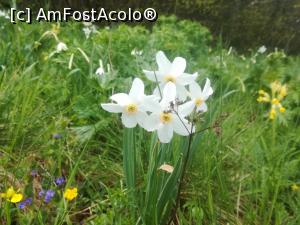 [P40] Prin poieni cu narcise » foto by Mika
 - 
<span class="allrVoted glyphicon glyphicon-heart hidden" id="av1227056"></span>
<a class="m-l-10 hidden" id="sv1227056" onclick="voting_Foto_DelVot(,1227056,18901)" role="button">șterge vot <span class="glyphicon glyphicon-remove"></span></a>
<a id="v91227056" class=" c-red"  onclick="voting_Foto_SetVot(1227056)" role="button"><span class="glyphicon glyphicon-heart-empty"></span> <b>LIKE</b> = Votează poza</a> <img class="hidden"  id="f1227056W9" src="/imagini/loader.gif" border="0" /><span class="AjErrMes hidden" id="e1227056ErM"></span>