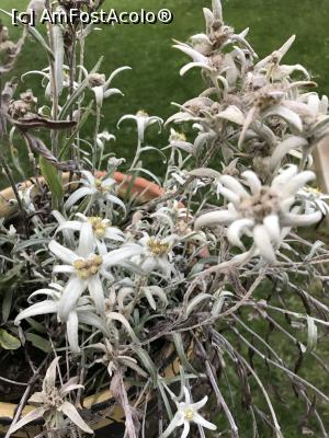 [P58] Floarea de Colț » foto by krisstinna
 - 
<span class="allrVoted glyphicon glyphicon-heart hidden" id="av1193081"></span>
<a class="m-l-10 hidden" id="sv1193081" onclick="voting_Foto_DelVot(,1193081,18901)" role="button">șterge vot <span class="glyphicon glyphicon-remove"></span></a>
<a id="v91193081" class=" c-red"  onclick="voting_Foto_SetVot(1193081)" role="button"><span class="glyphicon glyphicon-heart-empty"></span> <b>LIKE</b> = Votează poza</a> <img class="hidden"  id="f1193081W9" src="/imagini/loader.gif" border="0" /><span class="AjErrMes hidden" id="e1193081ErM"></span>