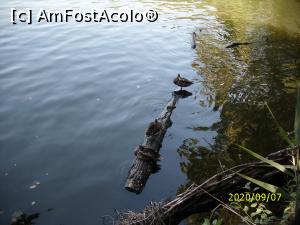 [P11] Lacul și animăluțele lui ... » foto by puiutea <span class="label label-default labelC_thin small">NEVOTABILĂ</span>
