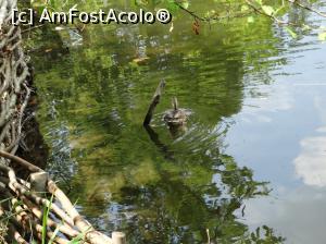 [P15] Lacul Ursu - Sovata. Aceeasi ratusca :)  » foto by vega06
 - 
<span class="allrVoted glyphicon glyphicon-heart hidden" id="av746244"></span>
<a class="m-l-10 hidden" id="sv746244" onclick="voting_Foto_DelVot(,746244,18907)" role="button">șterge vot <span class="glyphicon glyphicon-remove"></span></a>
<a id="v9746244" class=" c-red"  onclick="voting_Foto_SetVot(746244)" role="button"><span class="glyphicon glyphicon-heart-empty"></span> <b>LIKE</b> = Votează poza</a> <img class="hidden"  id="f746244W9" src="/imagini/loader.gif" border="0" /><span class="AjErrMes hidden" id="e746244ErM"></span>