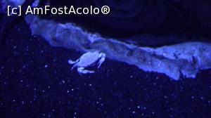 [P19] Un crab potcoava.  » foto by ovidiuyepi
 - 
<span class="allrVoted glyphicon glyphicon-heart hidden" id="av1158492"></span>
<a class="m-l-10 hidden" id="sv1158492" onclick="voting_Foto_DelVot(,1158492,18918)" role="button">șterge vot <span class="glyphicon glyphicon-remove"></span></a>
<a id="v91158492" class=" c-red"  onclick="voting_Foto_SetVot(1158492)" role="button"><span class="glyphicon glyphicon-heart-empty"></span> <b>LIKE</b> = Votează poza</a> <img class="hidden"  id="f1158492W9" src="/imagini/loader.gif" border="0" /><span class="AjErrMes hidden" id="e1158492ErM"></span>