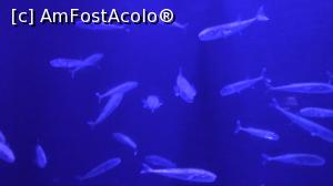 [P35] Pesti exotici.  » foto by ovidiuyepi
 - 
<span class="allrVoted glyphicon glyphicon-heart hidden" id="av1158523"></span>
<a class="m-l-10 hidden" id="sv1158523" onclick="voting_Foto_DelVot(,1158523,18918)" role="button">șterge vot <span class="glyphicon glyphicon-remove"></span></a>
<a id="v91158523" class=" c-red"  onclick="voting_Foto_SetVot(1158523)" role="button"><span class="glyphicon glyphicon-heart-empty"></span> <b>LIKE</b> = Votează poza</a> <img class="hidden"  id="f1158523W9" src="/imagini/loader.gif" border="0" /><span class="AjErrMes hidden" id="e1158523ErM"></span>