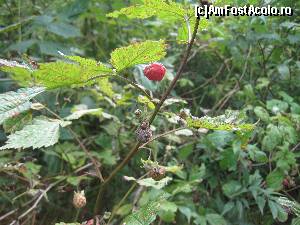 [P11] Deliciile padurii! Aroma, dulceata si pofta de viata! 
Luna august e luna zmeurei in padurile de pe Valea Vaserului!  » foto by senateo
 - 
<span class="allrVoted glyphicon glyphicon-heart hidden" id="av664125"></span>
<a class="m-l-10 hidden" id="sv664125" onclick="voting_Foto_DelVot(,664125,18930)" role="button">șterge vot <span class="glyphicon glyphicon-remove"></span></a>
<a id="v9664125" class=" c-red"  onclick="voting_Foto_SetVot(664125)" role="button"><span class="glyphicon glyphicon-heart-empty"></span> <b>LIKE</b> = Votează poza</a> <img class="hidden"  id="f664125W9" src="/imagini/loader.gif" border="0" /><span class="AjErrMes hidden" id="e664125ErM"></span>