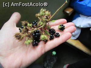 [P40] Mure dulci și parfumate » foto by crismis
 - 
<span class="allrVoted glyphicon glyphicon-heart hidden" id="av799043"></span>
<a class="m-l-10 hidden" id="sv799043" onclick="voting_Foto_DelVot(,799043,18930)" role="button">șterge vot <span class="glyphicon glyphicon-remove"></span></a>
<a id="v9799043" class=" c-red"  onclick="voting_Foto_SetVot(799043)" role="button"><span class="glyphicon glyphicon-heart-empty"></span> <b>LIKE</b> = Votează poza</a> <img class="hidden"  id="f799043W9" src="/imagini/loader.gif" border="0" /><span class="AjErrMes hidden" id="e799043ErM"></span>