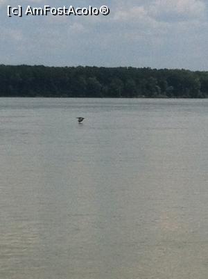 [P20] Pe cuvânt, mănânc mai mult pește decât un cormoran! DEși, ăsta pescuiește mai bine ca mine!  » foto by Yersinia Pestis
 - 
<span class="allrVoted glyphicon glyphicon-heart hidden" id="av760921"></span>
<a class="m-l-10 hidden" id="sv760921" onclick="voting_Foto_DelVot(,760921,18938)" role="button">șterge vot <span class="glyphicon glyphicon-remove"></span></a>
<a id="v9760921" class=" c-red"  onclick="voting_Foto_SetVot(760921)" role="button"><span class="glyphicon glyphicon-heart-empty"></span> <b>LIKE</b> = Votează poza</a> <img class="hidden"  id="f760921W9" src="/imagini/loader.gif" border="0" /><span class="AjErrMes hidden" id="e760921ErM"></span>