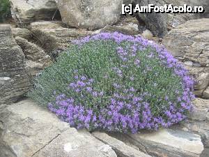 [P21] Flora Giolei » foto by dorgo
 - 
<span class="allrVoted glyphicon glyphicon-heart hidden" id="av442634"></span>
<a class="m-l-10 hidden" id="sv442634" onclick="voting_Foto_DelVot(,442634,19007)" role="button">șterge vot <span class="glyphicon glyphicon-remove"></span></a>
<a id="v9442634" class=" c-red"  onclick="voting_Foto_SetVot(442634)" role="button"><span class="glyphicon glyphicon-heart-empty"></span> <b>LIKE</b> = Votează poza</a> <img class="hidden"  id="f442634W9" src="/imagini/loader.gif" border="0" /><span class="AjErrMes hidden" id="e442634ErM"></span>