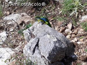 [P20] 'Fiarele' cu care ne-am întâlnit tot drumul. Aici, doi, în tandrețuri.  » foto by Aurici
 - 
<span class="allrVoted glyphicon glyphicon-heart hidden" id="av877191"></span>
<a class="m-l-10 hidden" id="sv877191" onclick="voting_Foto_DelVot(,877191,19009)" role="button">șterge vot <span class="glyphicon glyphicon-remove"></span></a>
<a id="v9877191" class=" c-red"  onclick="voting_Foto_SetVot(877191)" role="button"><span class="glyphicon glyphicon-heart-empty"></span> <b>LIKE</b> = Votează poza</a> <img class="hidden"  id="f877191W9" src="/imagini/loader.gif" border="0" /><span class="AjErrMes hidden" id="e877191ErM"></span>
