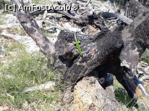 [P44] Ne întâlnim iarăși cu gușterii frumos colorați.  » foto by Aurici
 - 
<span class="allrVoted glyphicon glyphicon-heart hidden" id="av877217"></span>
<a class="m-l-10 hidden" id="sv877217" onclick="voting_Foto_DelVot(,877217,19009)" role="button">șterge vot <span class="glyphicon glyphicon-remove"></span></a>
<a id="v9877217" class=" c-red"  onclick="voting_Foto_SetVot(877217)" role="button"><span class="glyphicon glyphicon-heart-empty"></span> <b>LIKE</b> = Votează poza</a> <img class="hidden"  id="f877217W9" src="/imagini/loader.gif" border="0" /><span class="AjErrMes hidden" id="e877217ErM"></span>