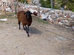 [P15] Un locuitor al satului » foto by Mika
 - 
<span class="allrVoted glyphicon glyphicon-heart hidden" id="av1395516"></span>
<a class="m-l-10 hidden" id="sv1395516" onclick="voting_Foto_DelVot(,1395516,19011)" role="button">șterge vot <span class="glyphicon glyphicon-remove"></span></a>
<a id="v91395516" class=" c-red"  onclick="voting_Foto_SetVot(1395516)" role="button"><span class="glyphicon glyphicon-heart-empty"></span> <b>LIKE</b> = Votează poza</a> <img class="hidden"  id="f1395516W9" src="/imagini/loader.gif" border="0" /><span class="AjErrMes hidden" id="e1395516ErM"></span>