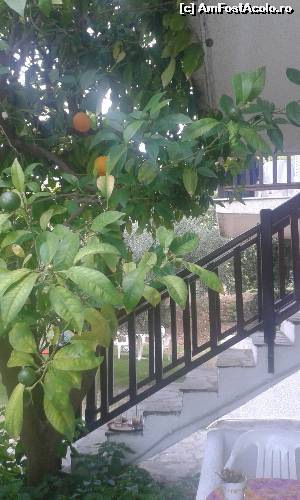 [P11] Din gradina, era plin de portocali si lamai. Din pacate portocalele nu erau bune de mancat. » foto by IoanaV
 - 
<span class="allrVoted glyphicon glyphicon-heart hidden" id="av651020"></span>
<a class="m-l-10 hidden" id="sv651020" onclick="voting_Foto_DelVot(,651020,19019)" role="button">șterge vot <span class="glyphicon glyphicon-remove"></span></a>
<a id="v9651020" class=" c-red"  onclick="voting_Foto_SetVot(651020)" role="button"><span class="glyphicon glyphicon-heart-empty"></span> <b>LIKE</b> = Votează poza</a> <img class="hidden"  id="f651020W9" src="/imagini/loader.gif" border="0" /><span class="AjErrMes hidden" id="e651020ErM"></span>