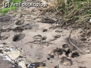 [P19] Urme de urs în nămolul din rezervație » foto by AZE
 - 
<span class="allrVoted glyphicon glyphicon-heart hidden" id="av1360522"></span>
<a class="m-l-10 hidden" id="sv1360522" onclick="voting_Foto_DelVot(,1360522,19028)" role="button">șterge vot <span class="glyphicon glyphicon-remove"></span></a>
<a id="v91360522" class=" c-red"  onclick="voting_Foto_SetVot(1360522)" role="button"><span class="glyphicon glyphicon-heart-empty"></span> <b>LIKE</b> = Votează poza</a> <img class="hidden"  id="f1360522W9" src="/imagini/loader.gif" border="0" /><span class="AjErrMes hidden" id="e1360522ErM"></span>