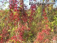 [P17] rugineste natura » foto by dorgo
 - 
<span class="allrVoted glyphicon glyphicon-heart hidden" id="av88778"></span>
<a class="m-l-10 hidden" id="sv88778" onclick="voting_Foto_DelVot(,88778,19028)" role="button">șterge vot <span class="glyphicon glyphicon-remove"></span></a>
<a id="v988778" class=" c-red"  onclick="voting_Foto_SetVot(88778)" role="button"><span class="glyphicon glyphicon-heart-empty"></span> <b>LIKE</b> = Votează poza</a> <img class="hidden"  id="f88778W9" src="/imagini/loader.gif" border="0" /><span class="AjErrMes hidden" id="e88778ErM"></span>