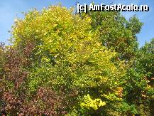 [P24] culorile toamnei » foto by dorgo
 - 
<span class="allrVoted glyphicon glyphicon-heart hidden" id="av88785"></span>
<a class="m-l-10 hidden" id="sv88785" onclick="voting_Foto_DelVot(,88785,19028)" role="button">șterge vot <span class="glyphicon glyphicon-remove"></span></a>
<a id="v988785" class=" c-red"  onclick="voting_Foto_SetVot(88785)" role="button"><span class="glyphicon glyphicon-heart-empty"></span> <b>LIKE</b> = Votează poza</a> <img class="hidden"  id="f88785W9" src="/imagini/loader.gif" border="0" /><span class="AjErrMes hidden" id="e88785ErM"></span>