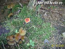 [P06] nu mai sunt flori si fructe de padure doar ici colo cate o pata de culoare » foto by petrus95
 - 
<span class="allrVoted glyphicon glyphicon-heart hidden" id="av154485"></span>
<a class="m-l-10 hidden" id="sv154485" onclick="voting_Foto_DelVot(,154485,19078)" role="button">șterge vot <span class="glyphicon glyphicon-remove"></span></a>
<a id="v9154485" class=" c-red"  onclick="voting_Foto_SetVot(154485)" role="button"><span class="glyphicon glyphicon-heart-empty"></span> <b>LIKE</b> = Votează poza</a> <img class="hidden"  id="f154485W9" src="/imagini/loader.gif" border="0" /><span class="AjErrMes hidden" id="e154485ErM"></span>