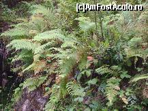 [P23] Cascada Varciorog - culorile toamnei in drum spre cascada » foto by biancuta
 - 
<span class="allrVoted glyphicon glyphicon-heart hidden" id="av186013"></span>
<a class="m-l-10 hidden" id="sv186013" onclick="voting_Foto_DelVot(,186013,19078)" role="button">șterge vot <span class="glyphicon glyphicon-remove"></span></a>
<a id="v9186013" class=" c-red"  onclick="voting_Foto_SetVot(186013)" role="button"><span class="glyphicon glyphicon-heart-empty"></span> <b>LIKE</b> = Votează poza</a> <img class="hidden"  id="f186013W9" src="/imagini/loader.gif" border="0" /><span class="AjErrMes hidden" id="e186013ErM"></span>